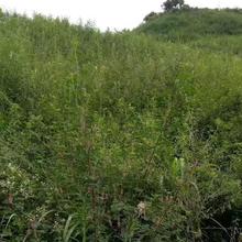 青山绿水边坡绿化ZKP-80170客土喷播机 青山绿水 小型喷播机 涡轮增压中冷柴油机 供应 垃圾场掩埋绿化