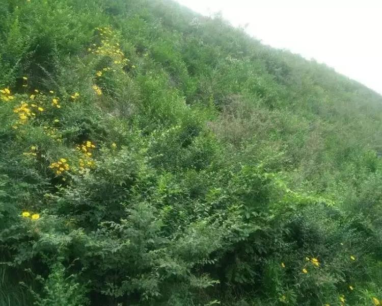 青山绿水多功能ZKP90-270矿山生态修复喷播机 青山绿水 矿山修复喷播机 单缸/四缸 批发 钼矿生态治理