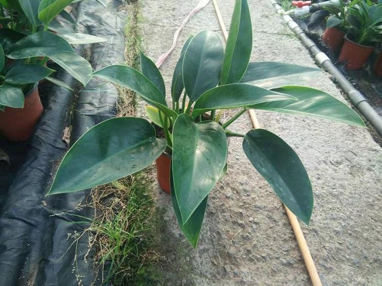 泰钻批发   泰钻金钻种植基地    凯洋花卉批发泰钻金钻