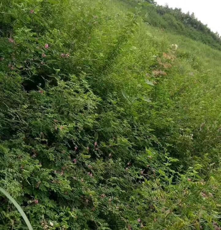 喷播机大型喷播机矿山治理喷播机山体植被恢复喷播机