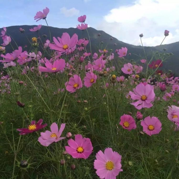 青山绿水多功能ZKP90-270矿山生态修复喷播机 青山绿水 矿山生态治理喷播 双柴油机 厂家直销 矿山生态修复