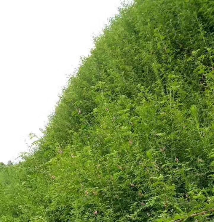 青山绿水多功能ZKP90-270矿山生态修复喷播机 青山绿水 边坡绿化喷播机 10-30m³/h 批发 铝矿生态修复
