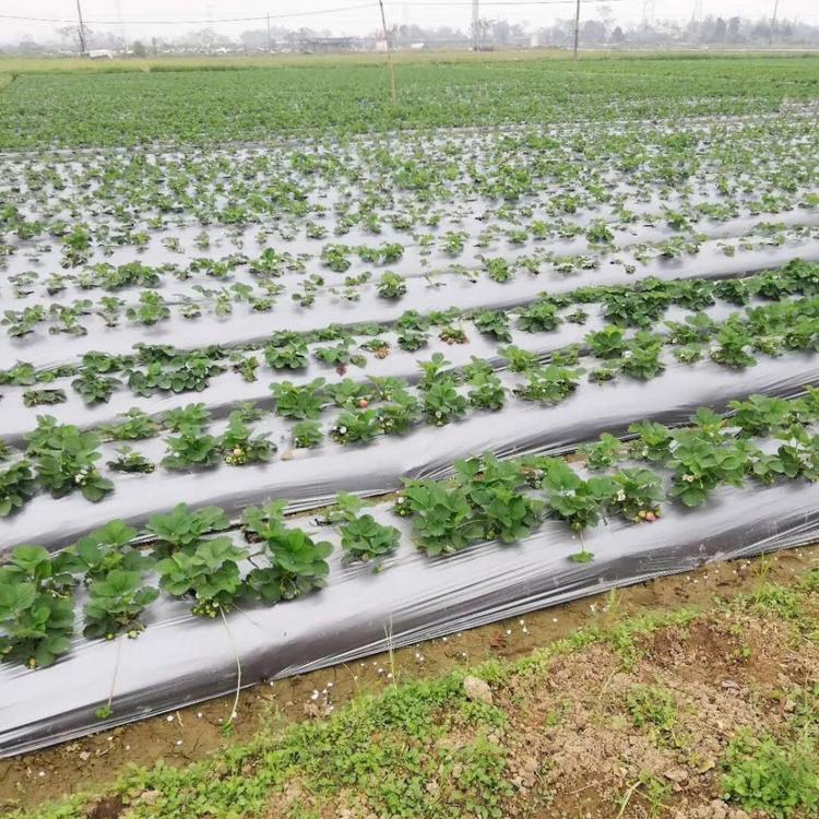 地膜厂家-地膜-针孔地膜生产-品质好的针孔透气地膜公司【青州市佳和塑料厂】加工定做打孔地膜