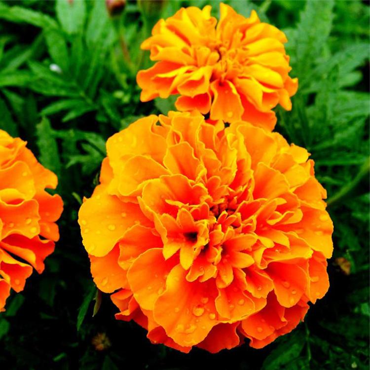 孔雀草        金鸡菊         黑心菊