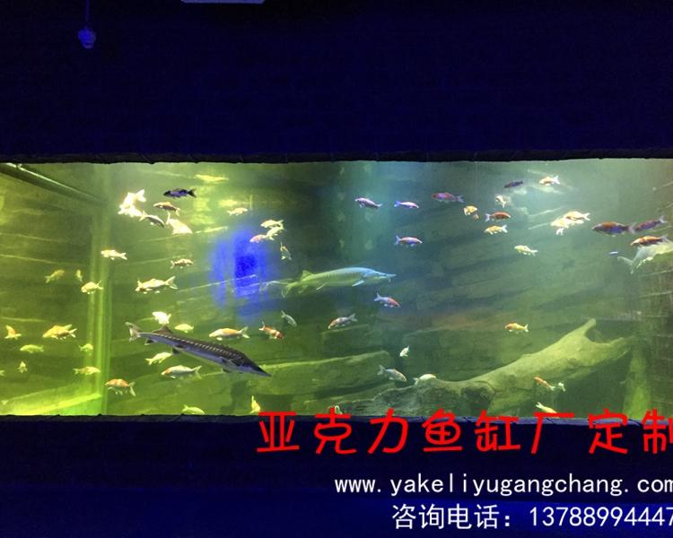 义琛承接各种大型亚克力鱼缸 异形鱼缸 亚克力游泳池 大型亚克力鱼缸生产厂家