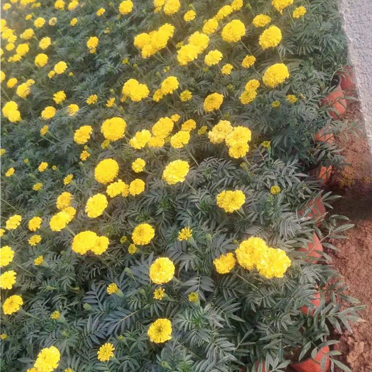 山东孔雀草批发商 孔雀草种植基地  孔雀草大量供应