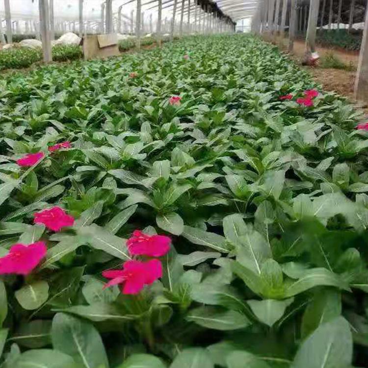 天天开_长春花供应【禹阳花卉】批发长春花 租摆长春花