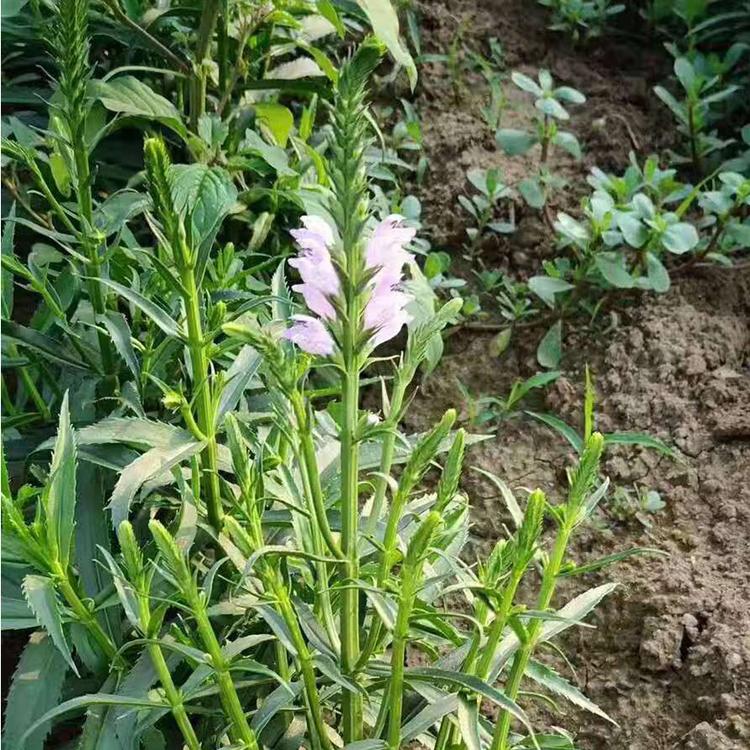 假龙头批发价格_山东假龙头供应商_假龙头种植基地