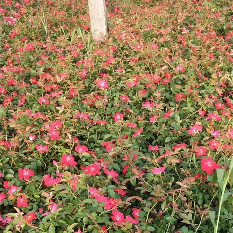 地被月季 青州地被月季批发 山东地被月季种植基地
