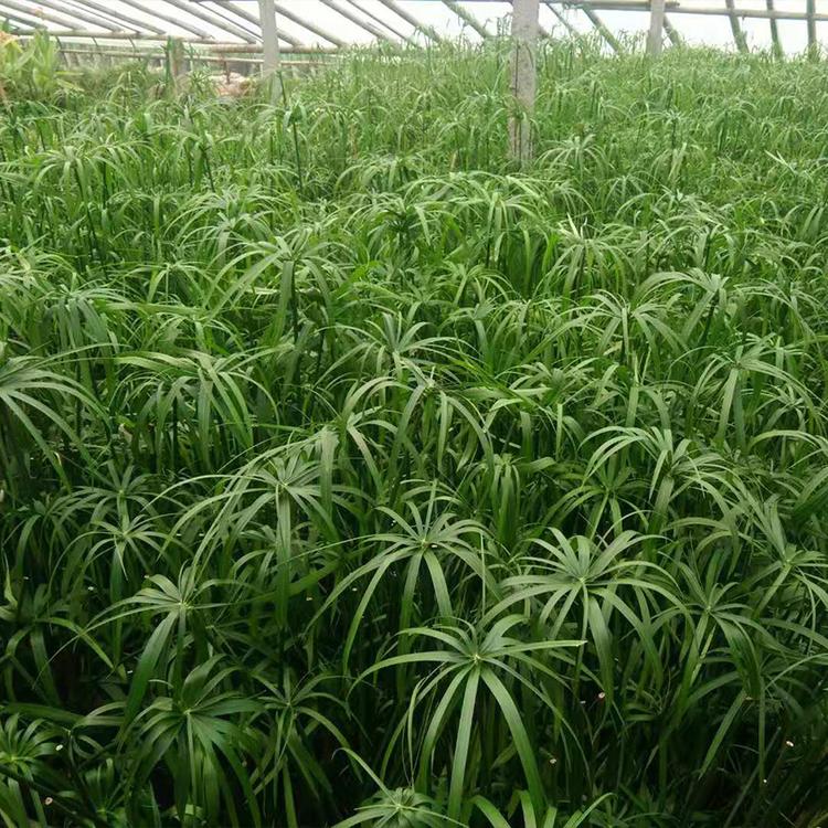 旱伞草价格_旱伞草供应商_青州凯洋花卉种植旱草