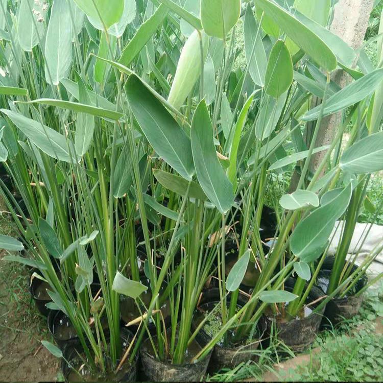 再力花 青州凯洋花卉种植再力花 绿化专用再力花供应