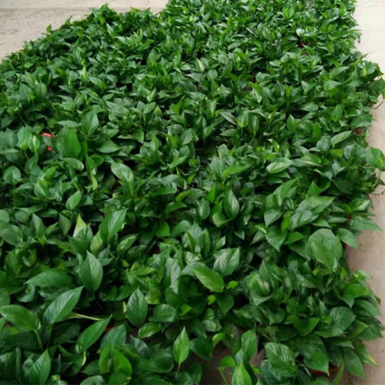 批发绿萝来【凯洋花卉】绿萝供应商