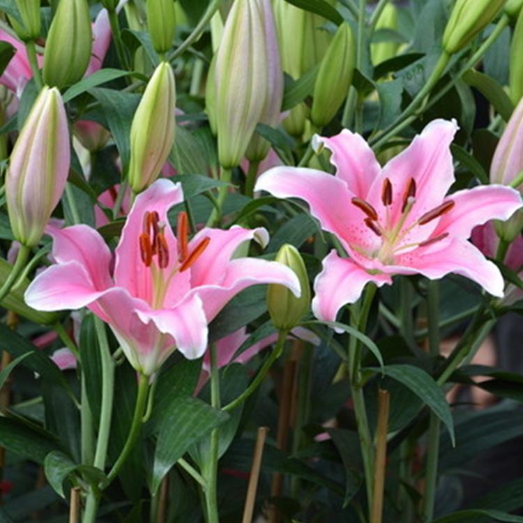 香水百合供应-香水百合批发-青州凯洋花卉