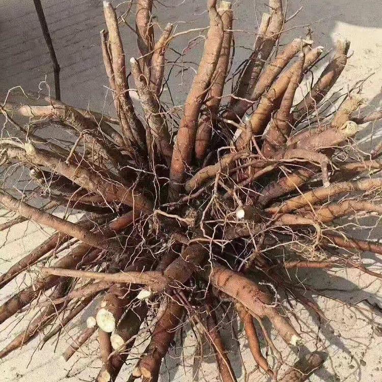 白芍种苗 白芍芽  白芍种植