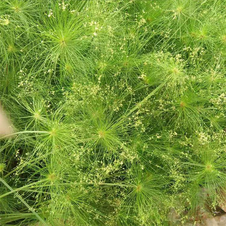 莎草批发_莎宣草大量供应_凯洋花卉种植莎草