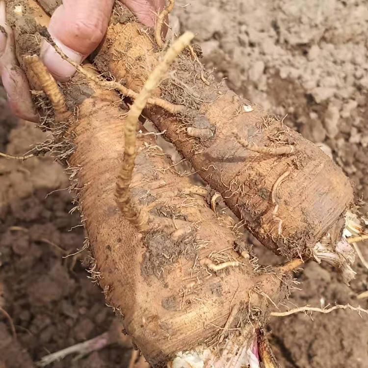 白芷种子 白芷种苗 白芷种子价格