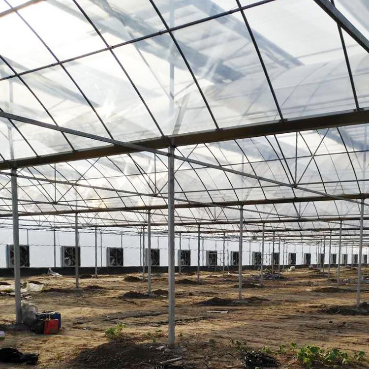 蔬菜大棚_农用大棚_连栋大棚_青州市金阳温室工程