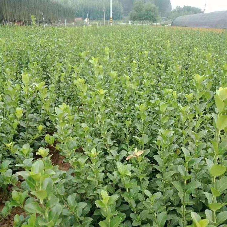 卫矛 卫矛价格 卫矛批发价格 卫矛种植基地 卫矛供应商