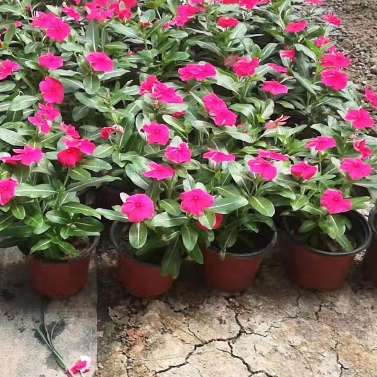 青州长春花种植基地 长春花批发价格 长春花咨询 蓝溪花卉