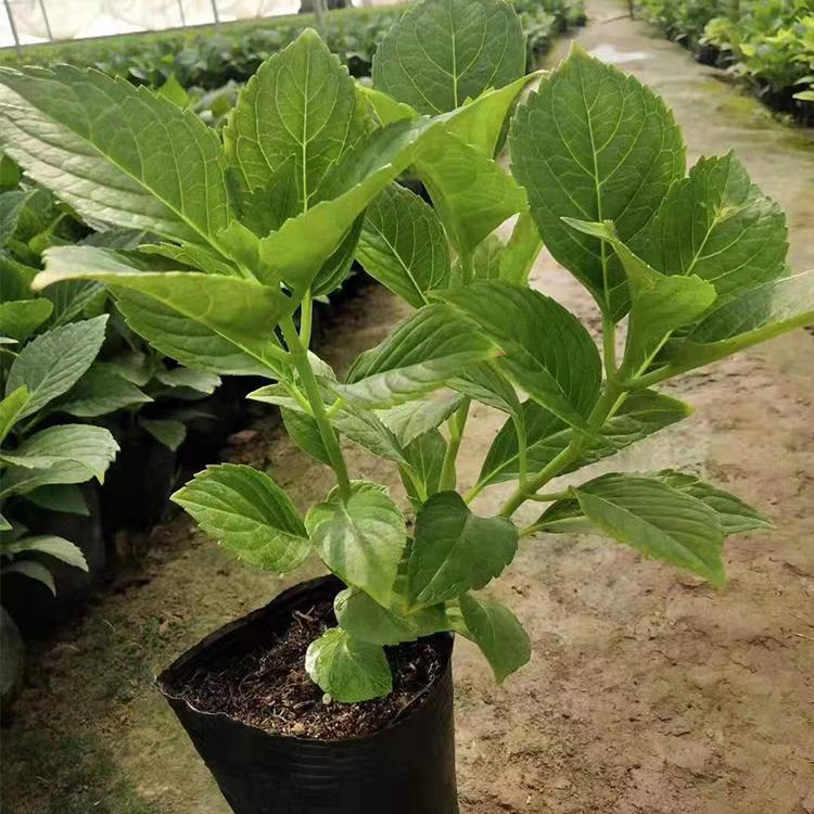 绣球种植基地批发绣球小苗  绣球杯苗 绣球价格咨询蓝溪花卉