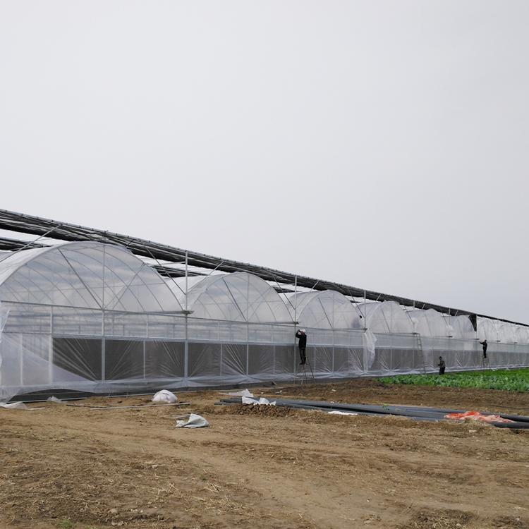 连栋大棚_养殖_连体_单体大棚_连栋薄膜温室-青州金阳温室工程有限公司