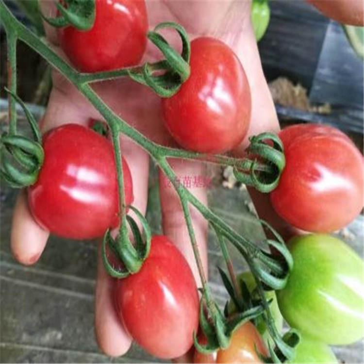 露地 大棚  西红柿种苗批发价格  番茄苗厂家