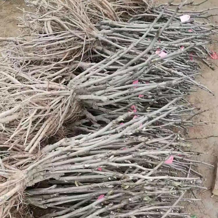 牡丹苗供应牡丹种植十几年经验信誉有保障
