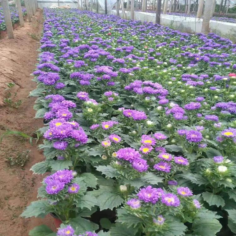 山东翠菊供应 翠菊批发 翠菊大量供应