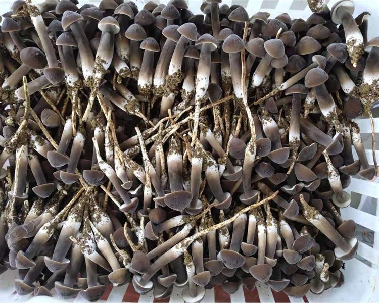 四季菌业直供黑皮鸡枞菌食用菌鲜品