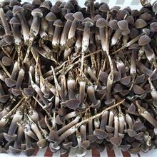 四季菌业直供黑皮鸡枞菌食用菌鲜品