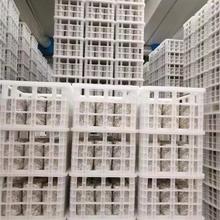 四川菌包销售及菌包定制黑皮鸡枞菌免费技术培训全程技术指导