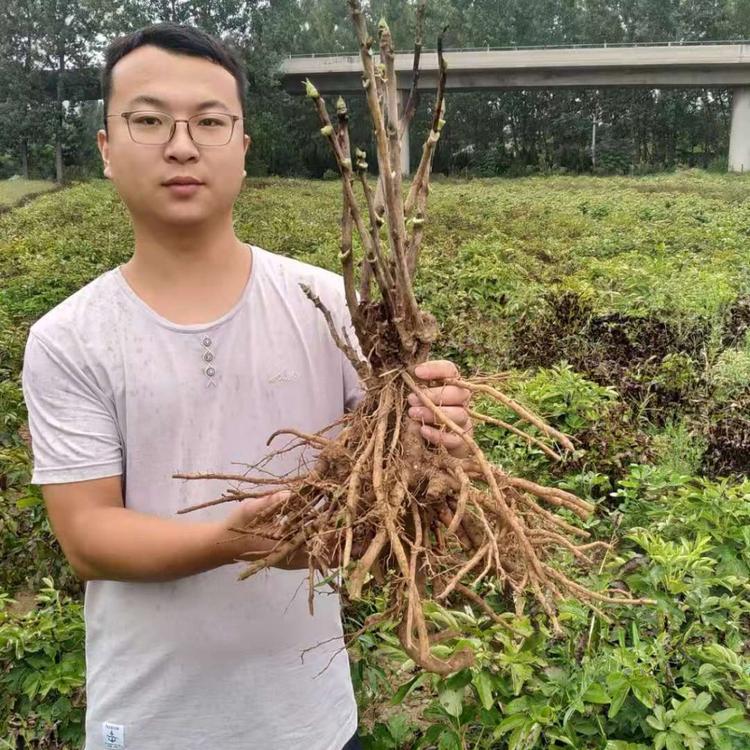牡丹苗 国磊牡丹 观赏芍药 菏泽牡丹苗 牡丹苗价格