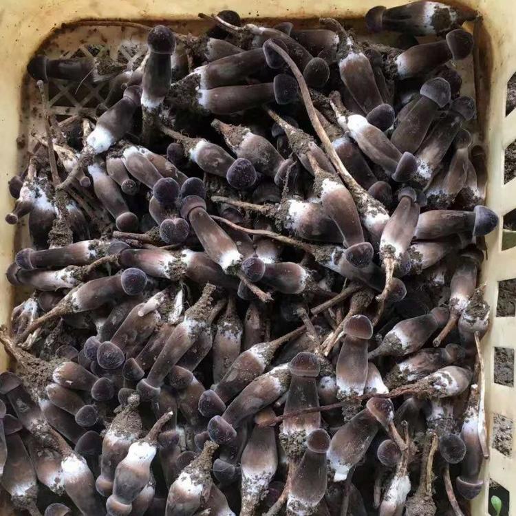 乌蒙山四季菌业供应黑皮鸡枞菌 黑皮鸡枞菌栽培技术