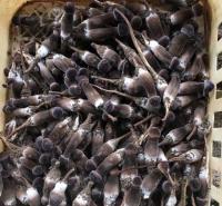 乌蒙山四季菌业供应黑皮鸡枞菌 黑皮鸡枞菌栽培技术