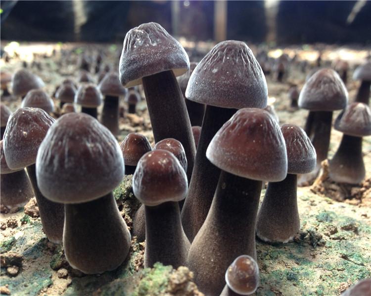 基地直供黑皮鸡枞菌 四川黑皮鸡枞菌