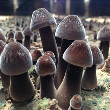 基地直供黑皮鸡枞菌 四川黑皮鸡枞菌