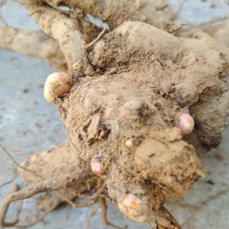 国磊牡丹种植批发供应观赏芍药 观赏芍药苗 牡丹苗