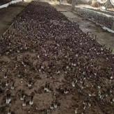 黑皮鸡枞菌的栽培培训 黑皮鸡枞菌销售及批发