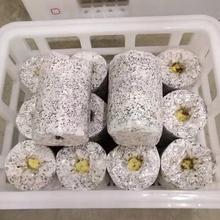 食用菌 黑皮鸡枞菌菌包销售 菌包定制