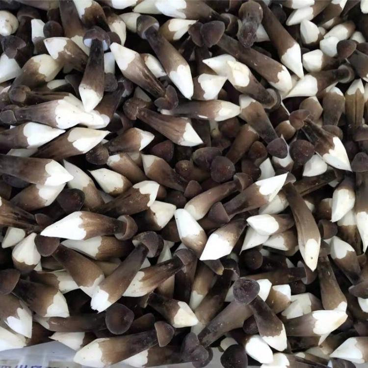 供应黑皮鸡枞菌 黑皮鸡枞菌深加工产品直销 批发