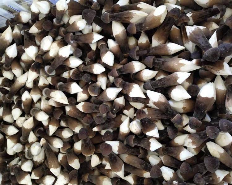 基地厂家批发黑皮鸡枞菌鲜品