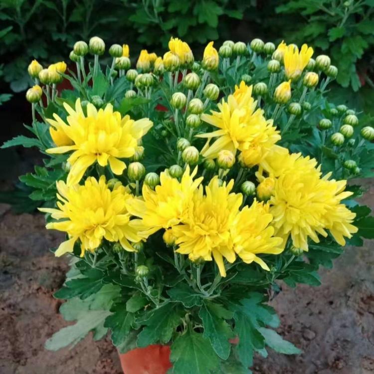 国庆菊价格  优质国庆千头菊  大量供应国庆菊