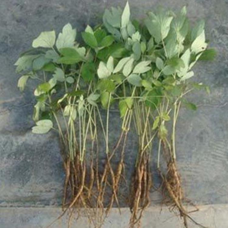 油用牡丹 菏泽油用牡丹苗批发 囯磊油用牡丹批发基地