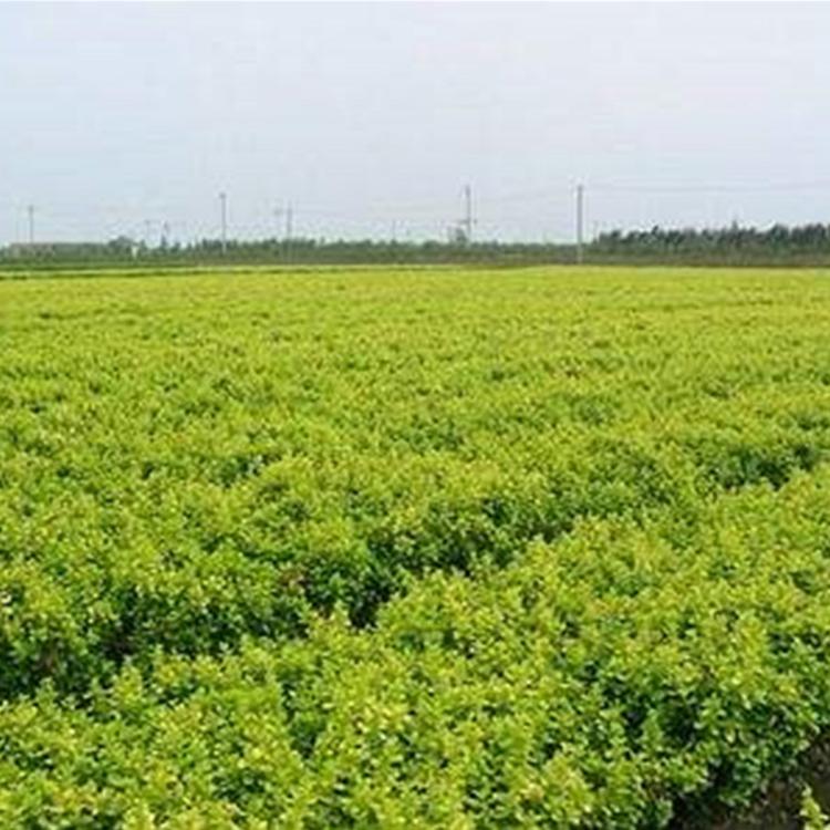 瓜子黄杨 小叶黄杨种植基地 青州绿化苗木种植基地