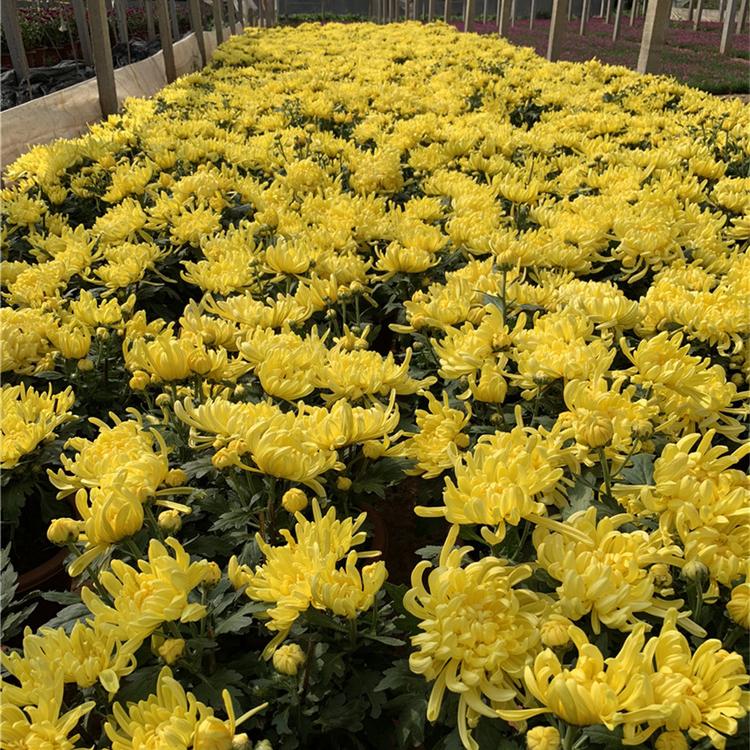 菊花造型  菊花种植基地 千头菊种植基地