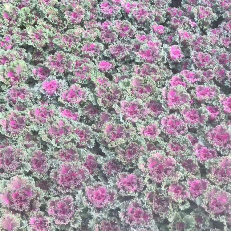 潍坊羽衣甘蓝报价 羽衣甘蓝价格 大量供应