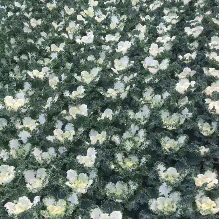 销售羽衣甘蓝  耐寒羽衣甘蓝批发价格