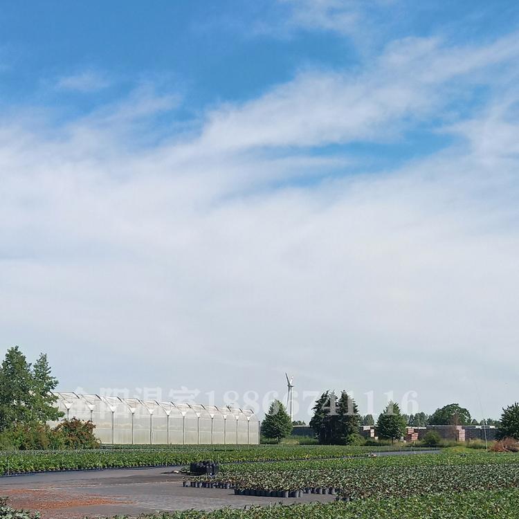 连栋温室大棚 金阳连栋温室大棚是比较亲民的连栋温室大棚厂家