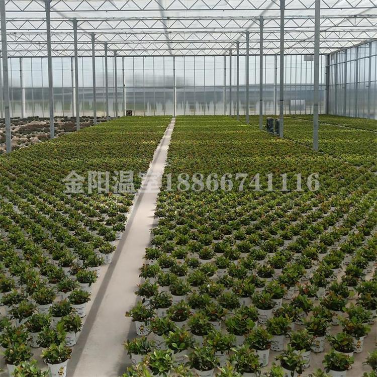 玻璃温室大棚选山东金阳温室施工块 质量优  价格实惠