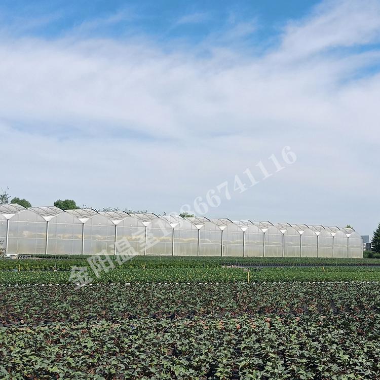 金阳温室 连栋温室  两栋大棚  大棚温室工程建造温室大棚 建花卉大棚